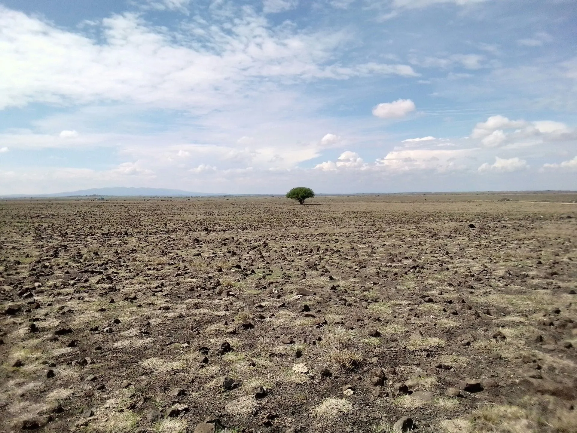große trockene Fläche mit einem einzelnen Baum darin