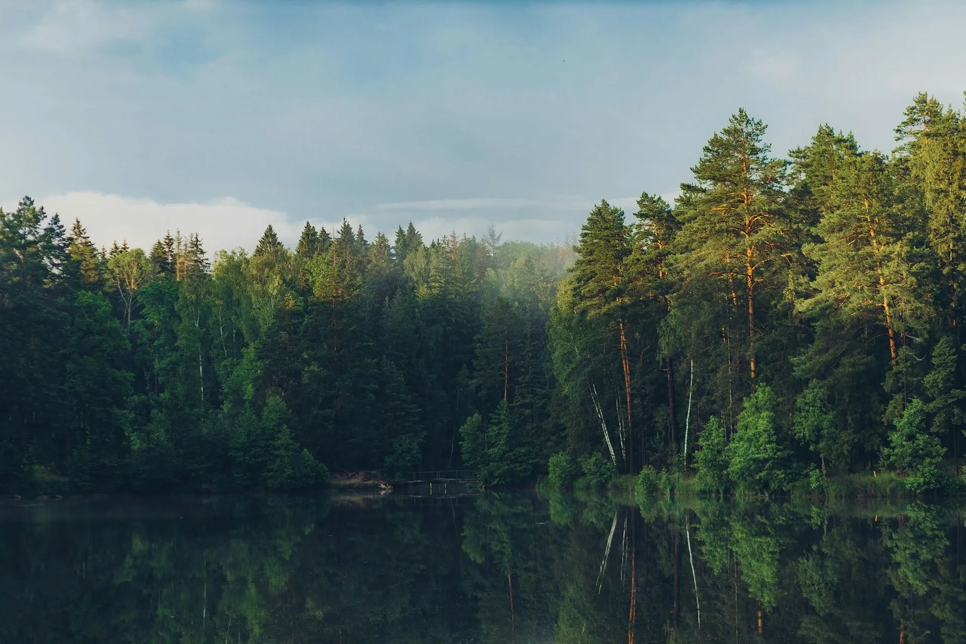 Gewässer umgeben von Wald