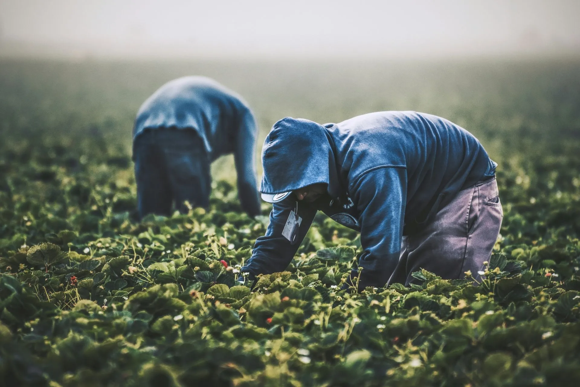 Quelle: unsplash.com/@timmossholder Erntearbeiter bei der Erdbeerernte