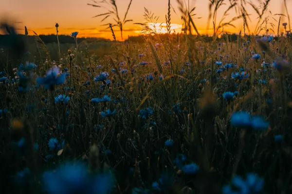 Quelle: Irina Iriser/Unsplash Blüten von Kornblumen in der Abendsonne
