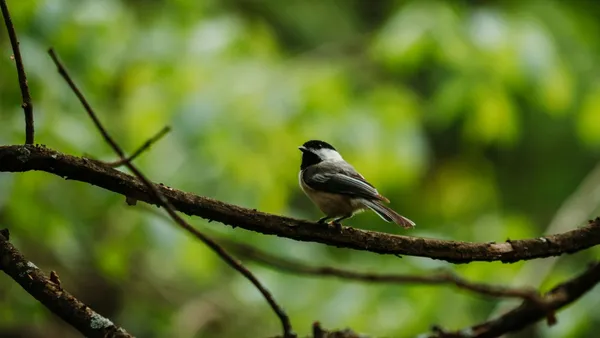 Quelle: Mark Olsen/Unsplash Kleiner Vogel sitzt auf einem Ast