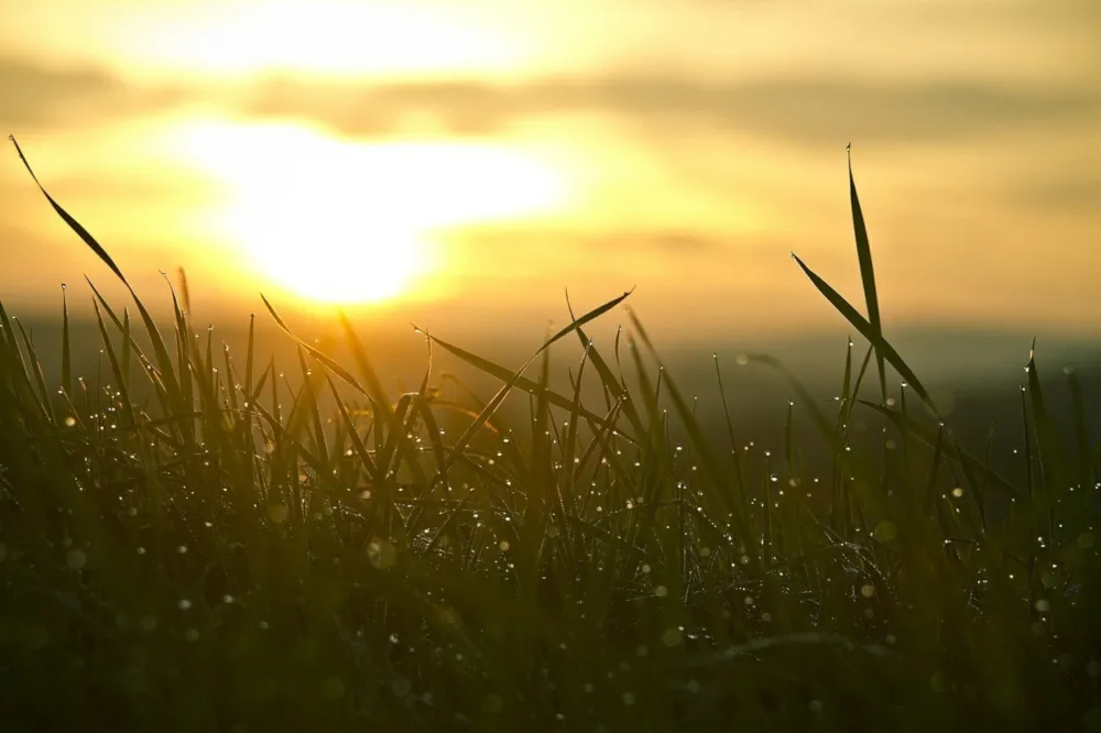 Quelle: Pixabay/schuetz-mediendesign Gras bei Sonnenaufgang