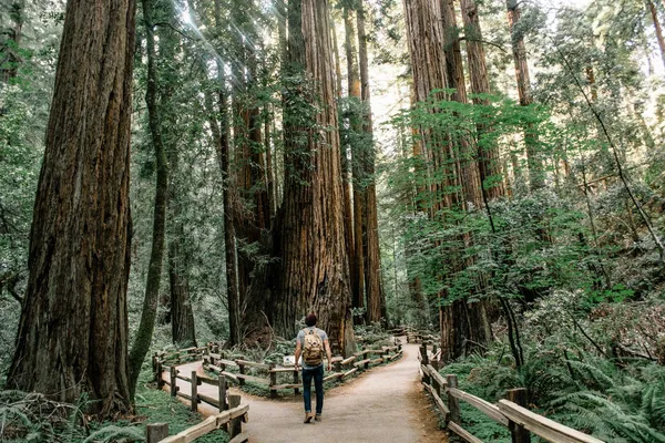 Quelle: Caleb Jones/Unsplash Mann mit Rucksack im Wald auf Weg, der sich gabelt