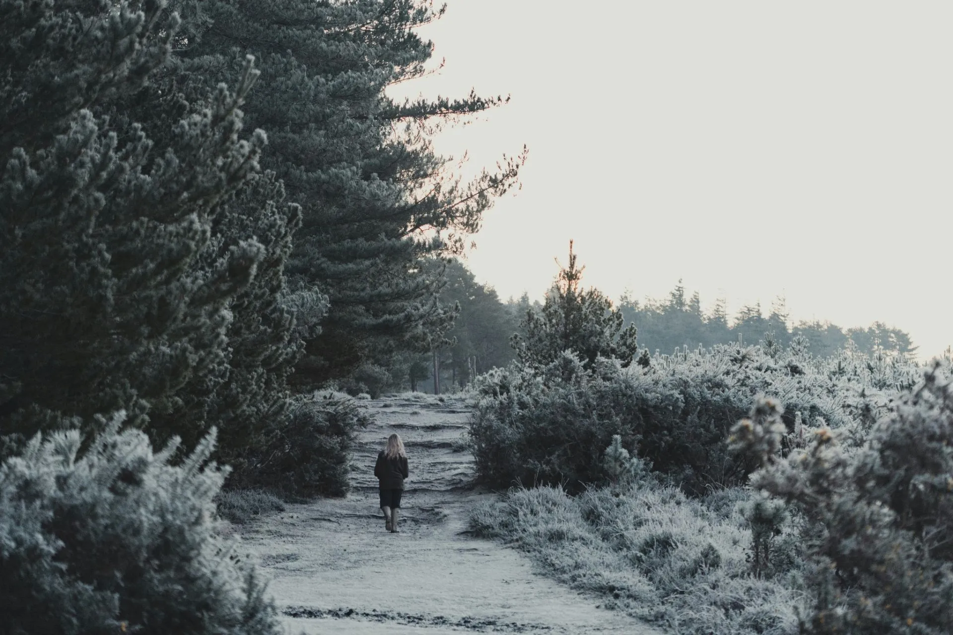 Quelle: Annie Spratt/Unsplash Person auf verschneitem Waldweg