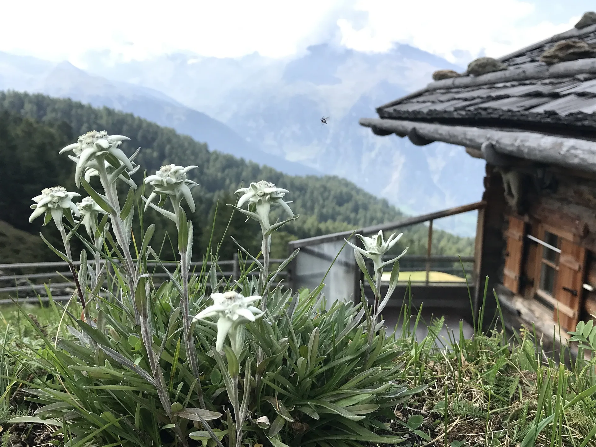 Quelle: ralfheine/Pixabay Edelweiß vor Berghütte