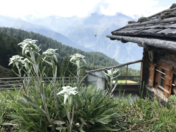 Quelle: ralfheine/Pixabay Edelweiß vor Berghütte
