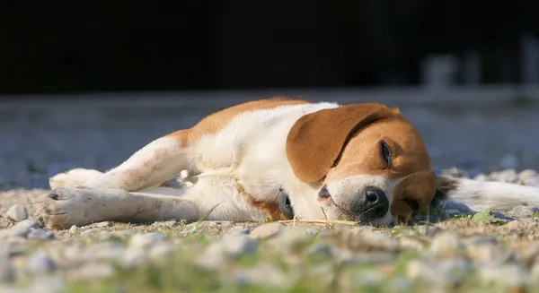 Quelle: Yves/Pixabay Hund liegt auf dem Boden und schläft
