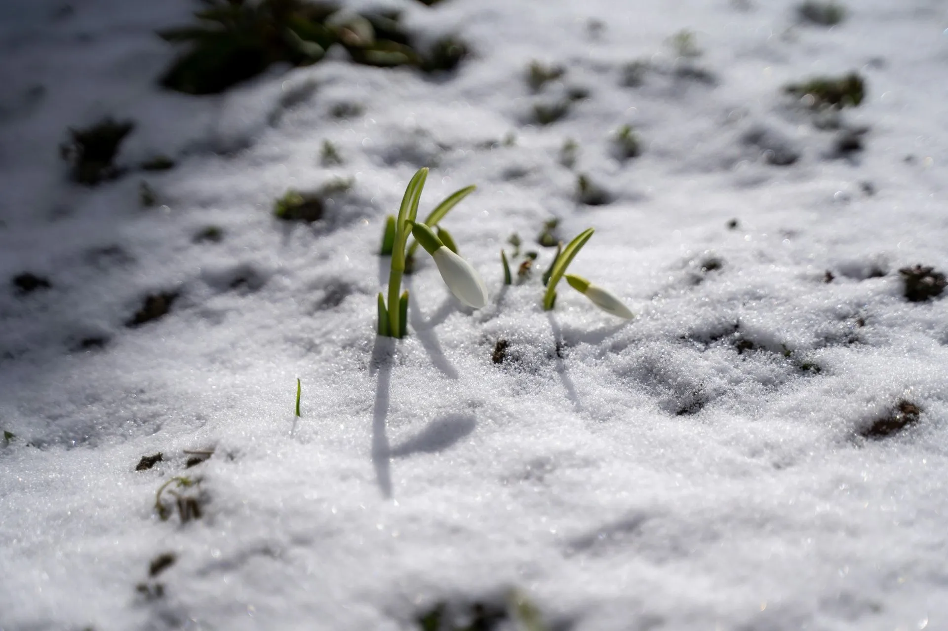 Schneebedeckte Erde mit Schneeglöckchen