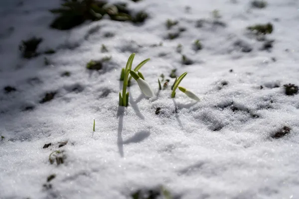 Quelle: Roman Datsuik/Unsplash Schneebedeckte Erde mit Schneeglöckchen