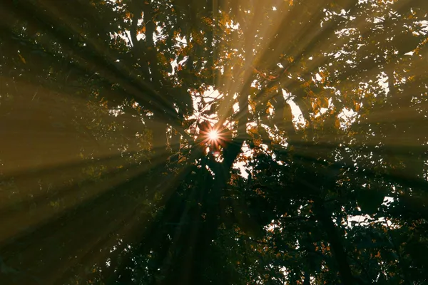 Quelle: Dibya Bhattachrjee/Unsplash Sonnenstrahlen scheinen durch Baumkronen
