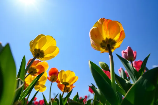 Quelle: pafuxu/Unsplash.com bunte Tulpen vor einem blauen Himmel
