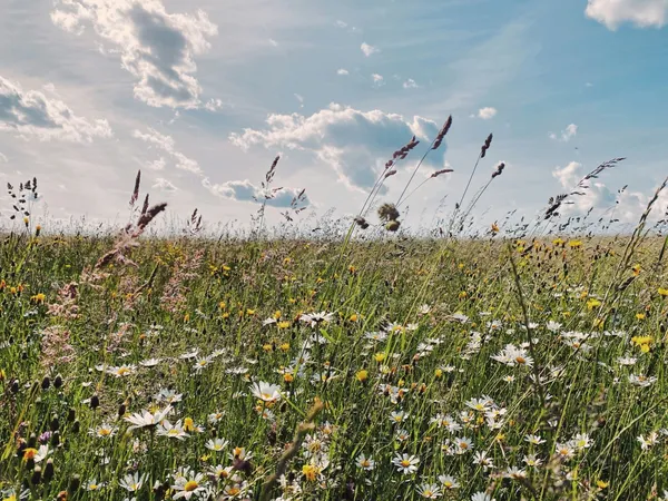 Quelle: Pascal Debrunner/Unsplash Bunte Blumenwiese unter blauem Himmel