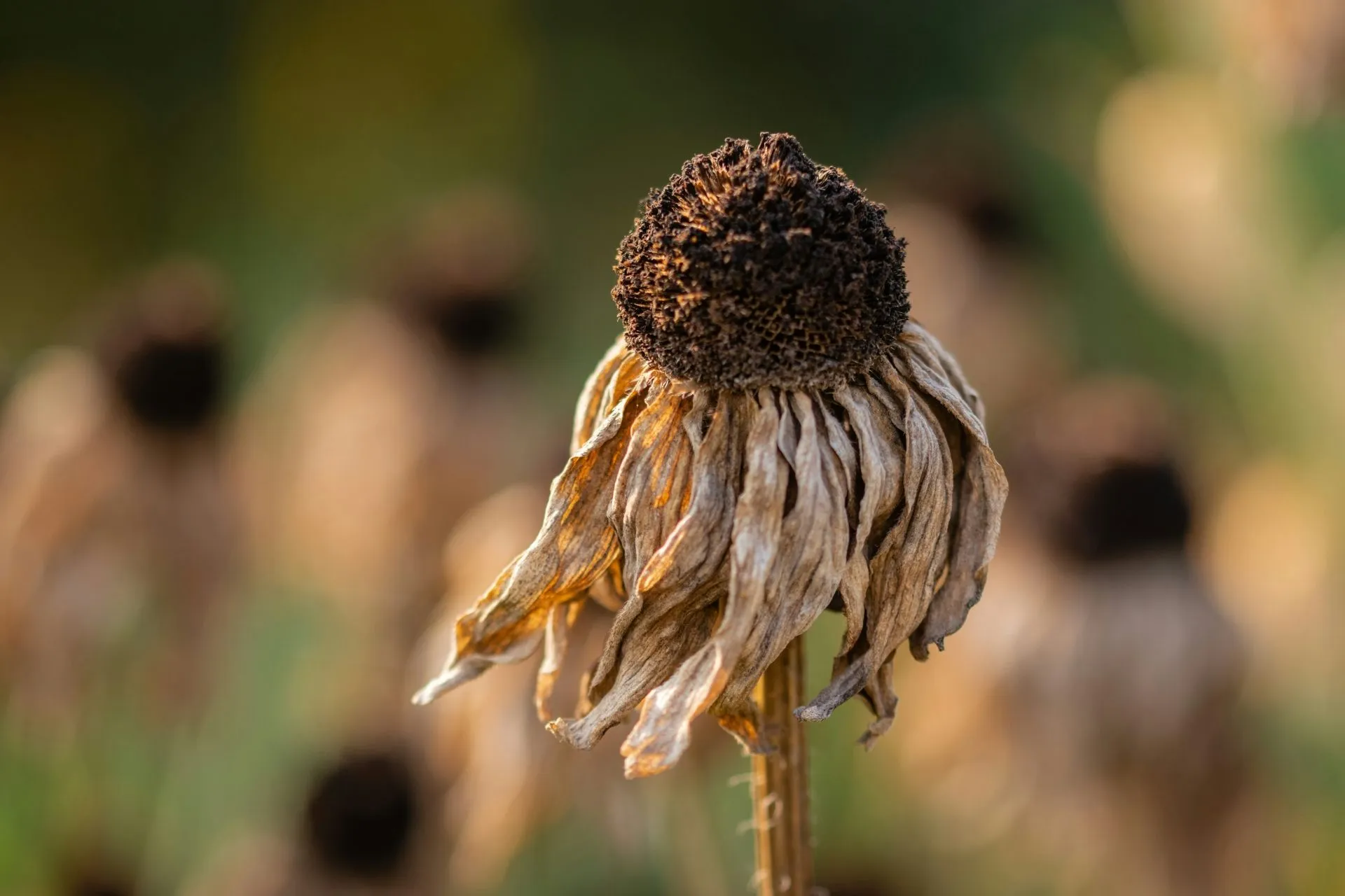 Vertrocknete Sonnenblume