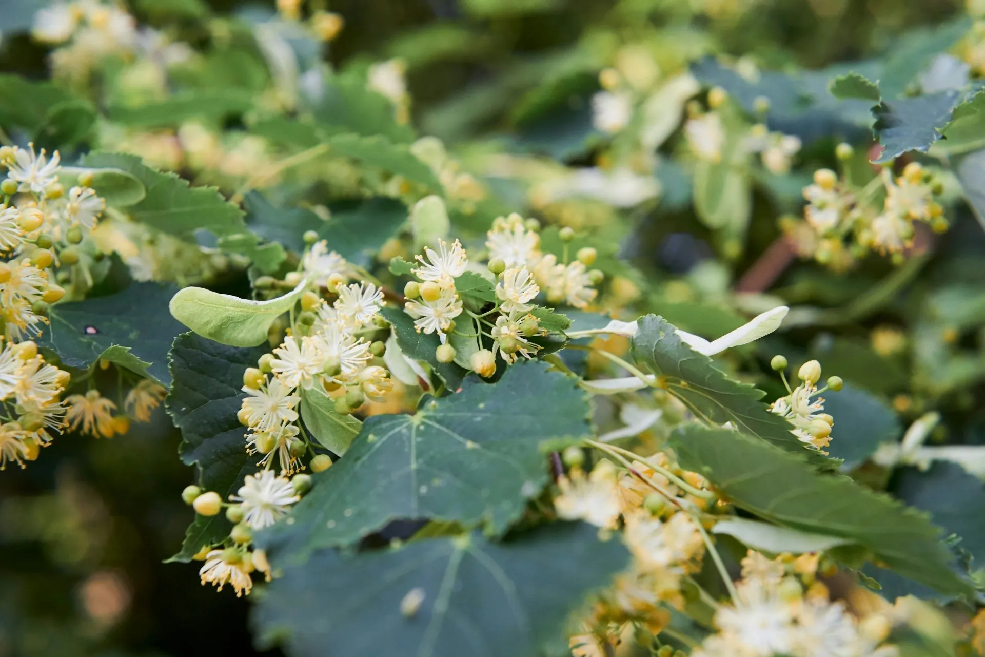 Blüten und Blätter einer Linde