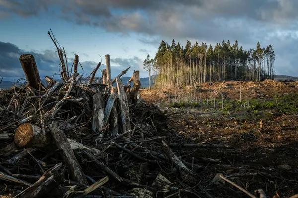 Quelle: Matt Palmer/Unsplash Waldfläche mit zerstörten Bäumen