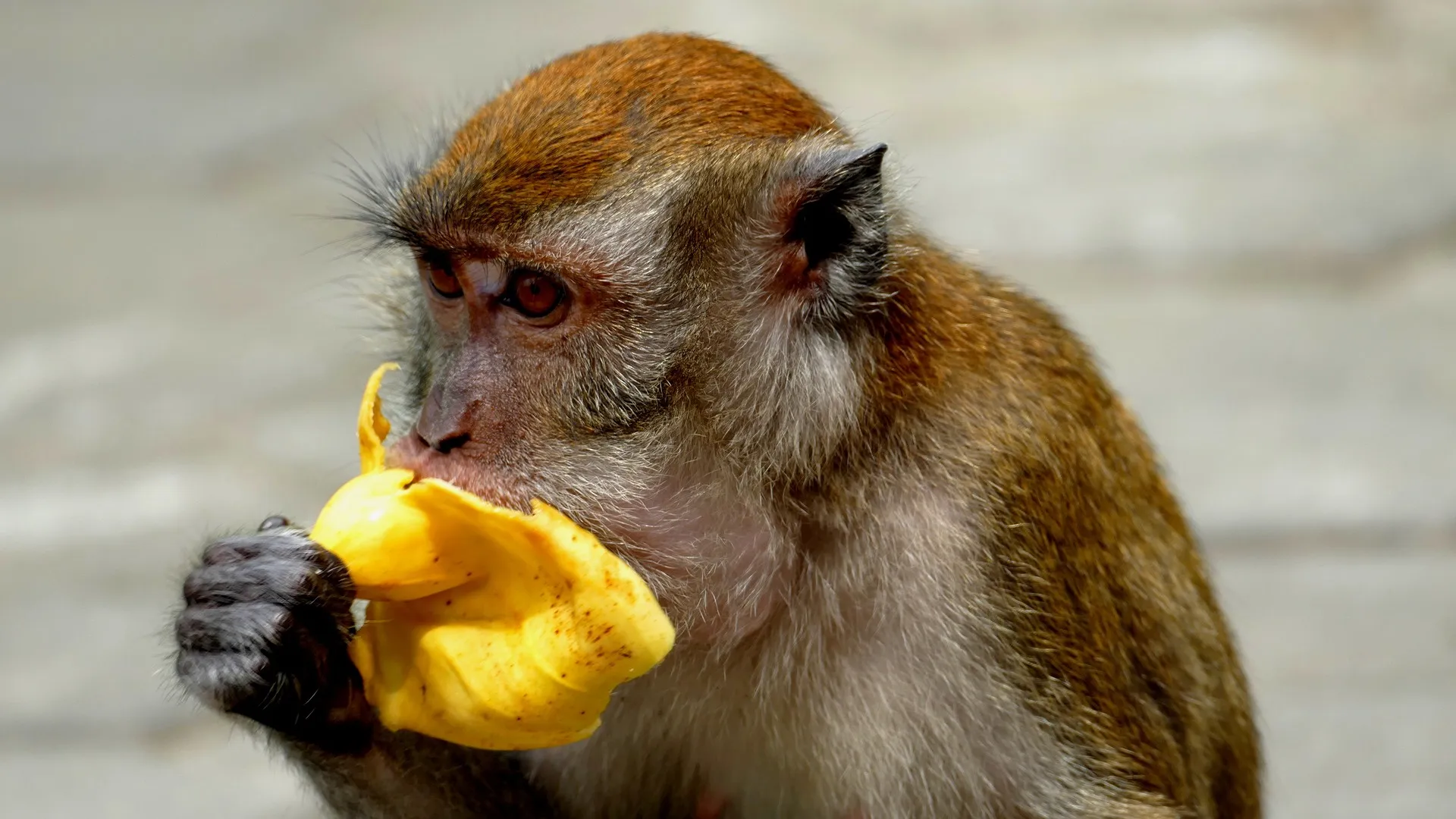 Quelle: Arthur Lackert/Pixabay Affe mit Banane