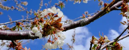 Quelle: heye-jensen / unsplash Zweige mit roten und weißen Knospen