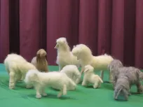 9 Schafe