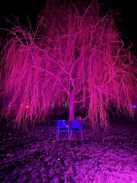 Trauerweide, nachts rot angestrahlt, darunter zwei Stühle blau angestahlt
