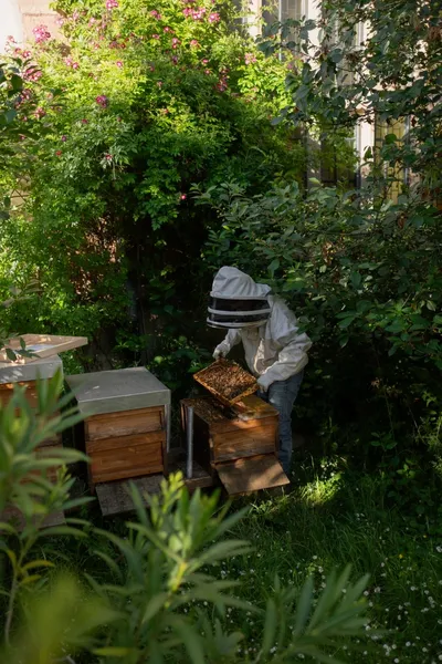 2025_MA-Seckenheim_Stadtbienen.jpeg