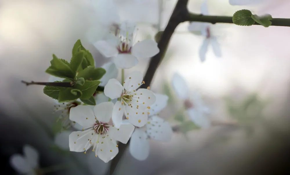 Quelle: Gab-Rysia/Pixabay Zweig mit weißen Kirschblüten